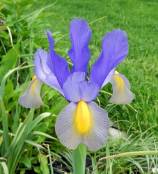 Picture of an iris flower